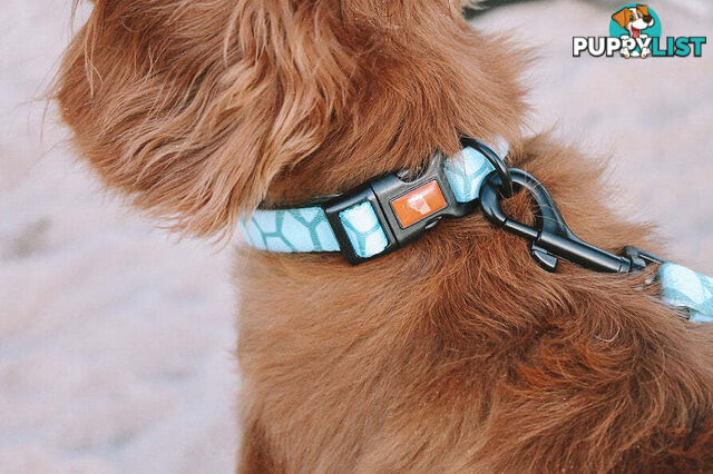 Designer Dog Collars by Explore with Paws - EWPCOLLTURN
