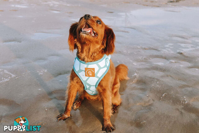 Designer Dog Harness by Explore with Paws - EWPHARCROSN