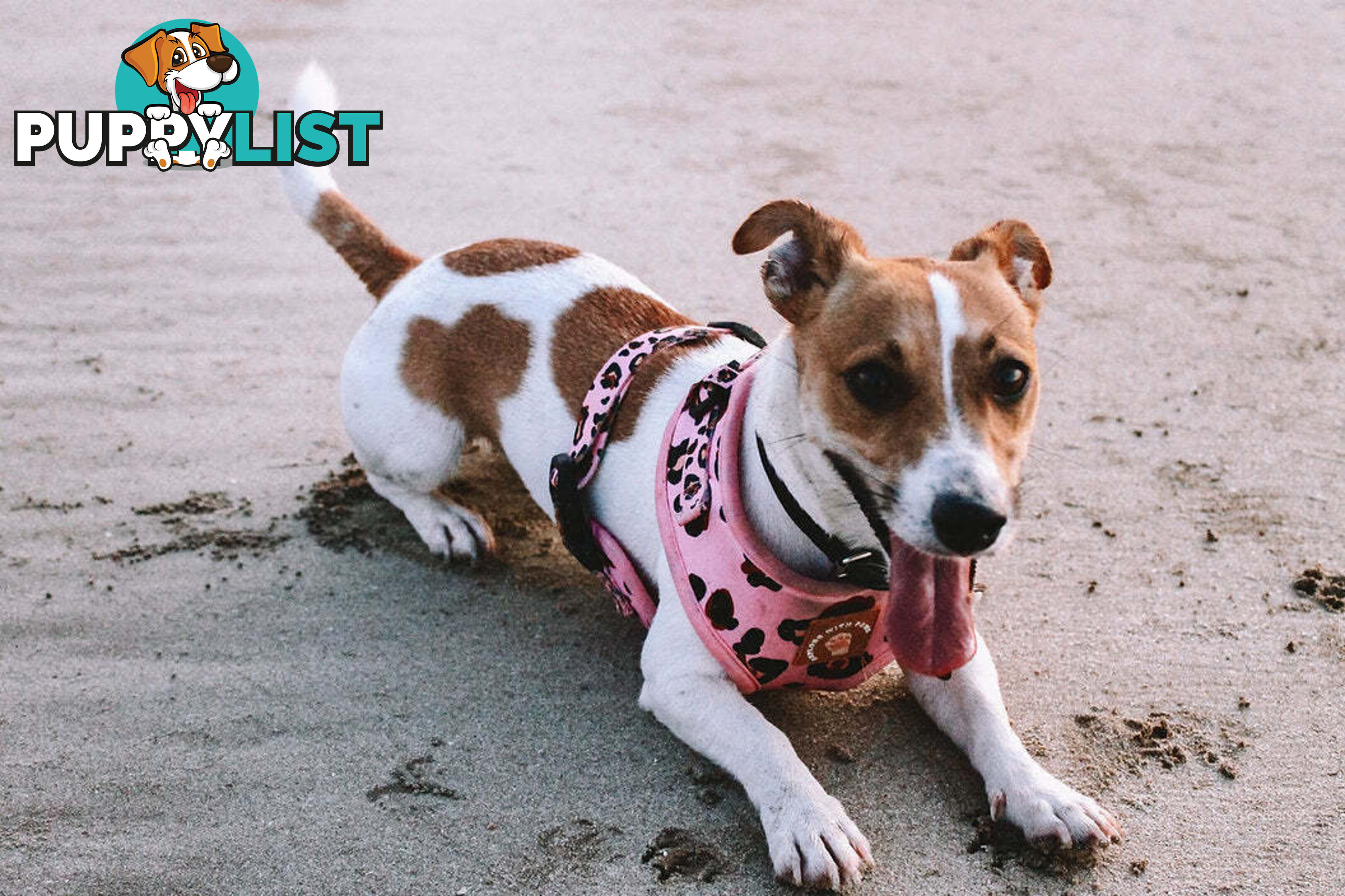Designer Dog Harness by Explore with Paws - EWPHARCROSN