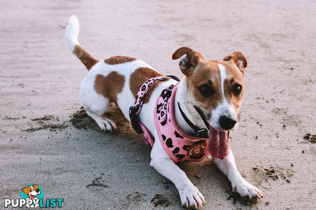 Designer Dog Harness by Explore with Paws - EWPHARCROSN