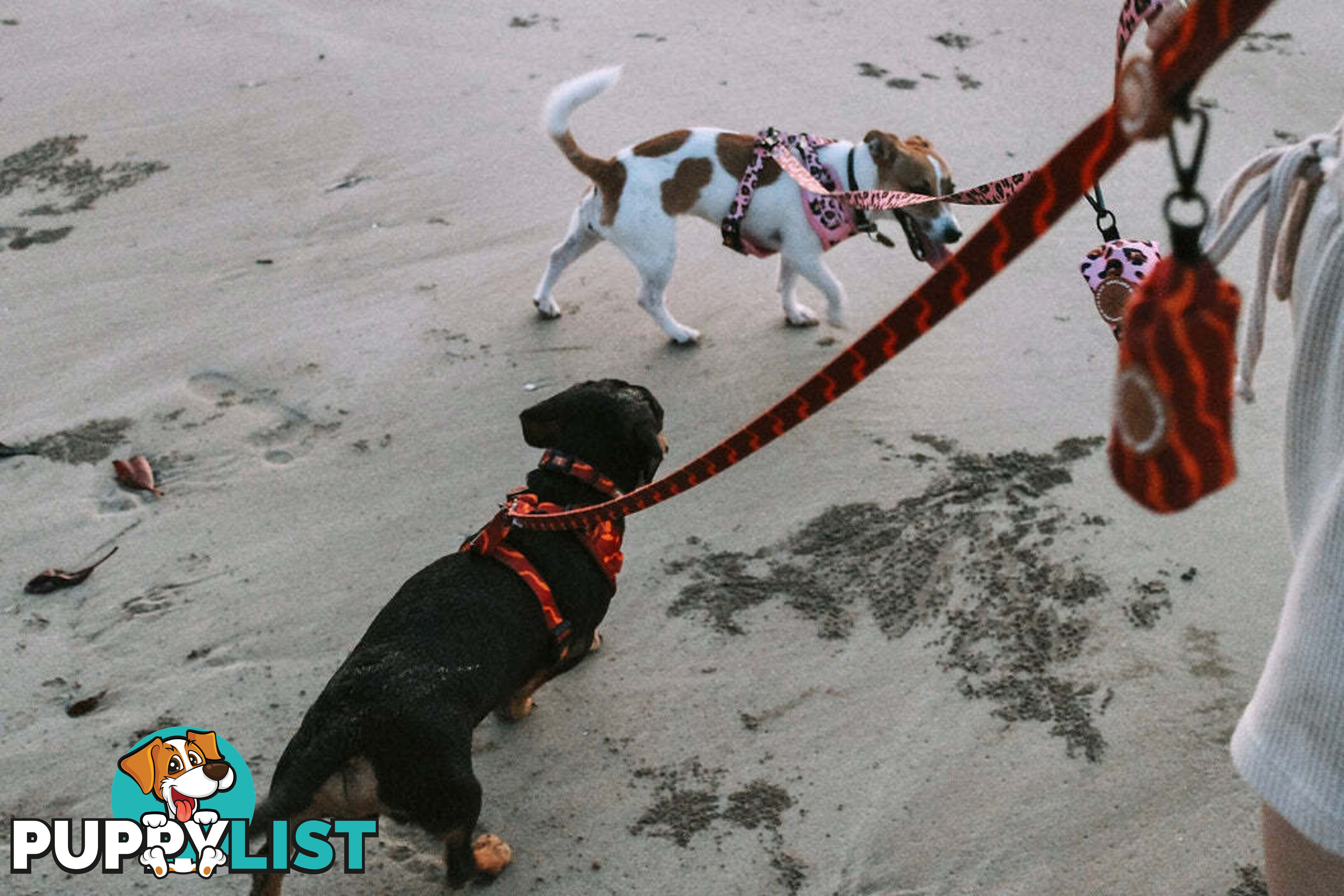 Designer Dog Harness by Explore with Paws - EWPHARCROSN