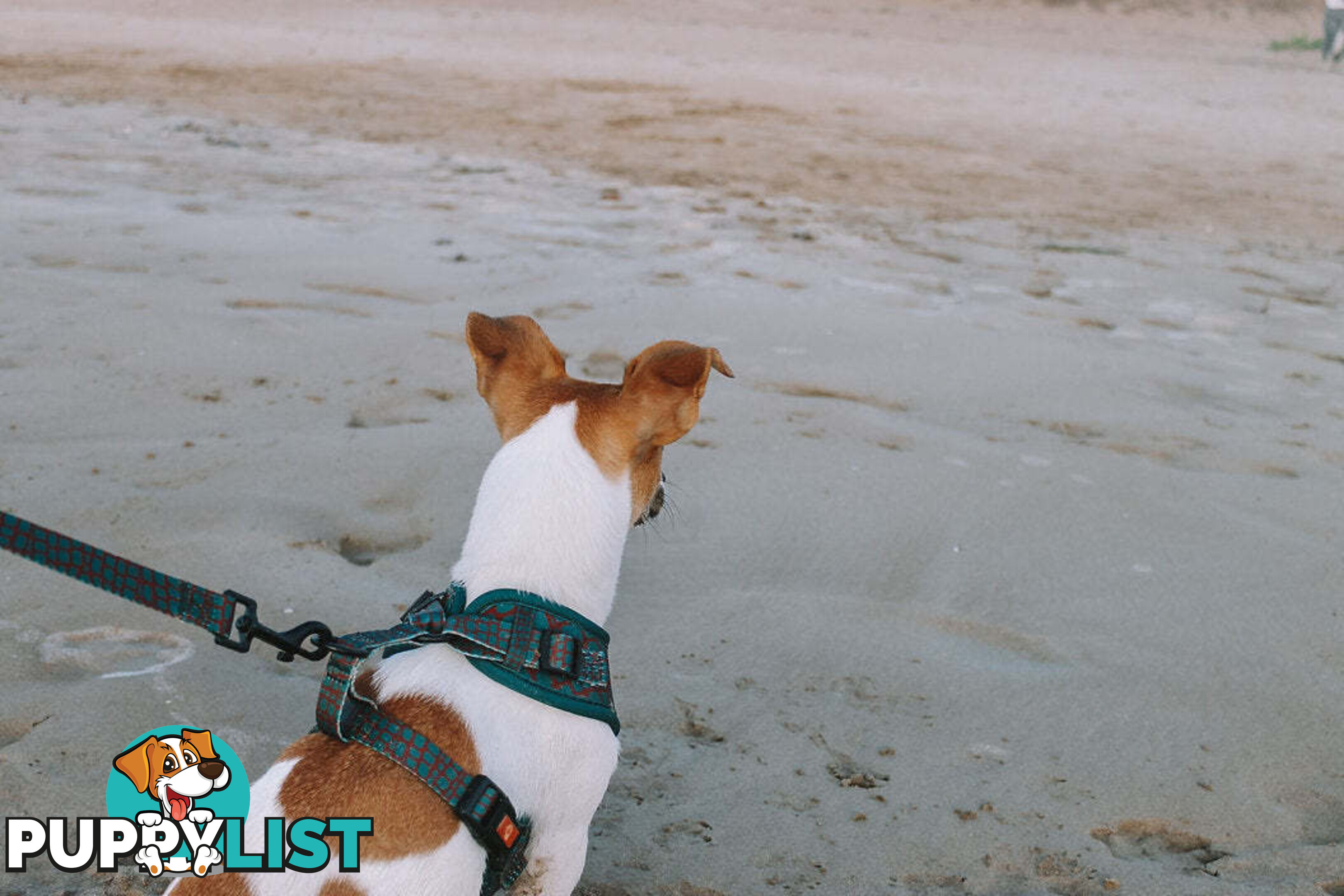 Designer Dog Harness by Explore with Paws - EWPHARCROSN