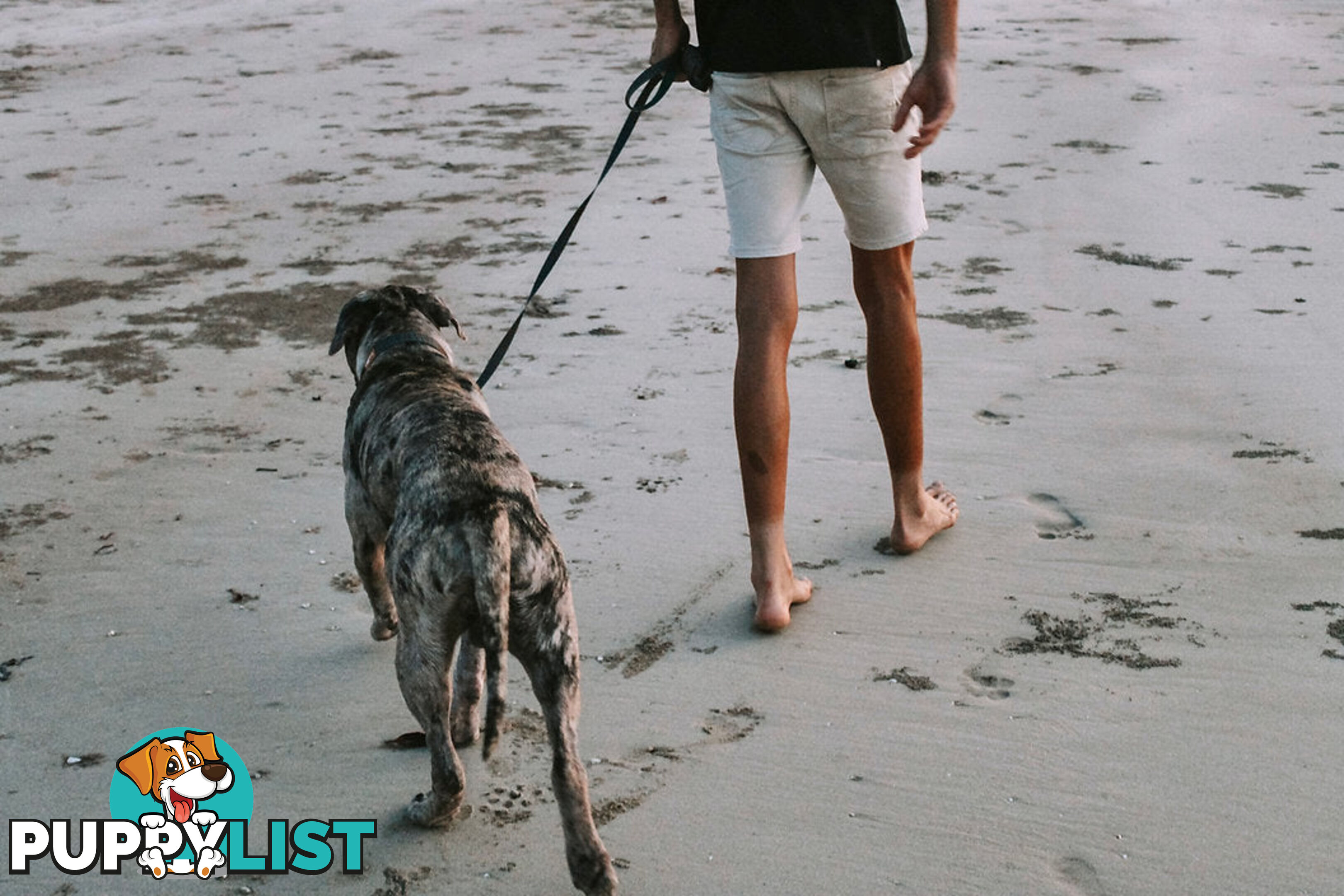 Designer Dog Leads by Explore with Paws - EWPLDCRO