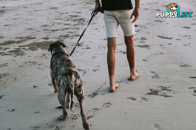 Designer Dog Leads by Explore with Paws - EWPLDCRO