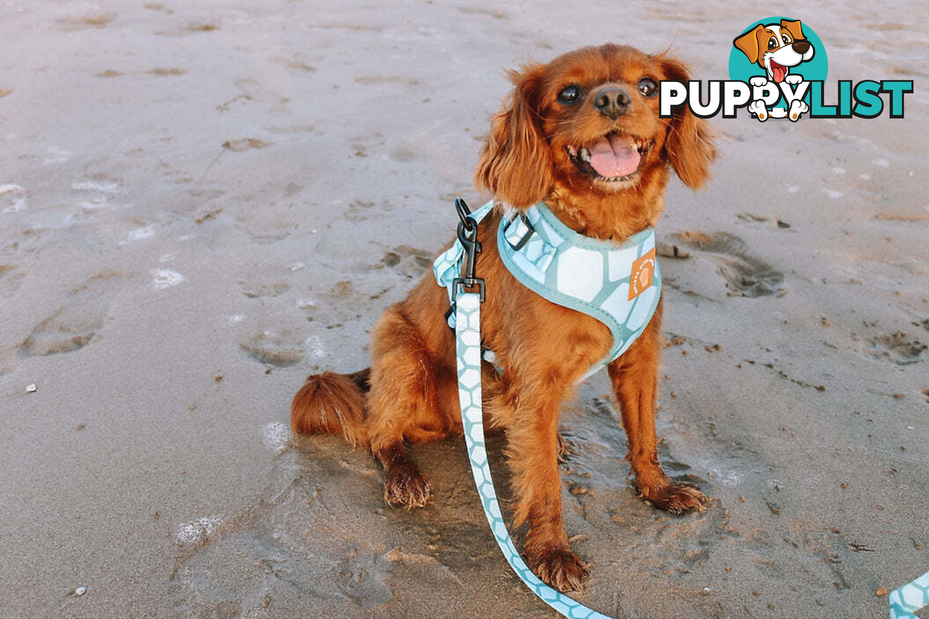 Designer Dog Leads by Explore with Paws - EWPLDCRO