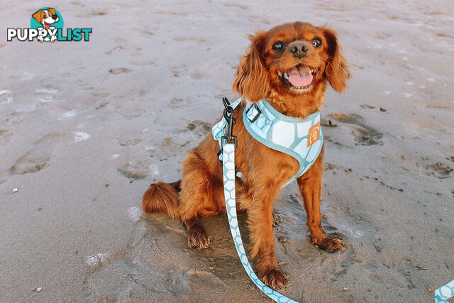 Designer Dog Leads by Explore with Paws - EWPLDCRO