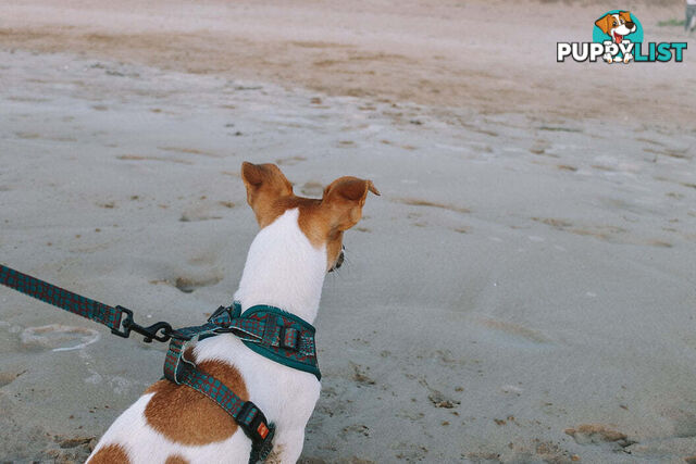 Designer Dog Harness by Explore with Paws - EWPHARCROXSN