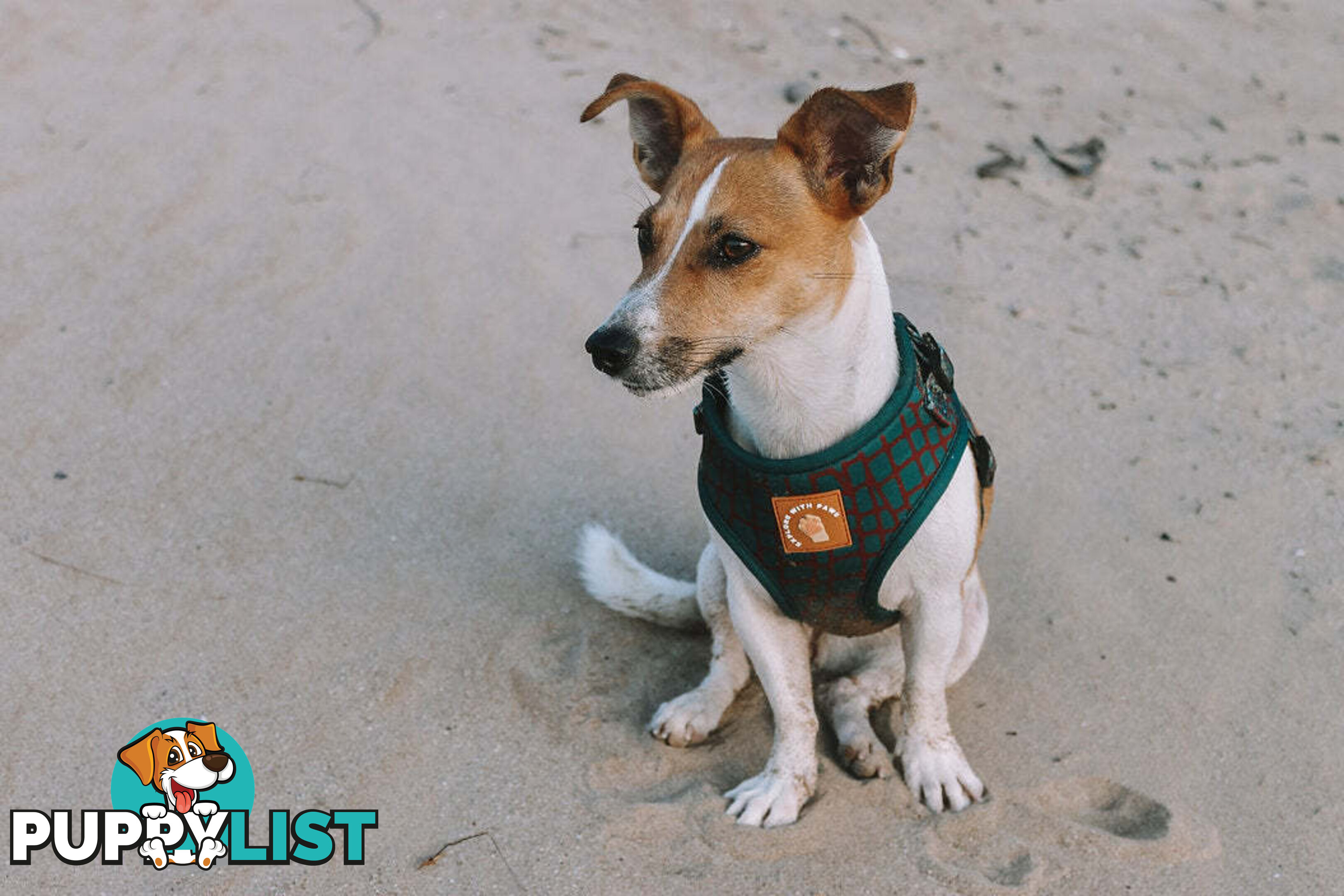 Designer Dog Harness by Explore with Paws - EWPHARCROXSN