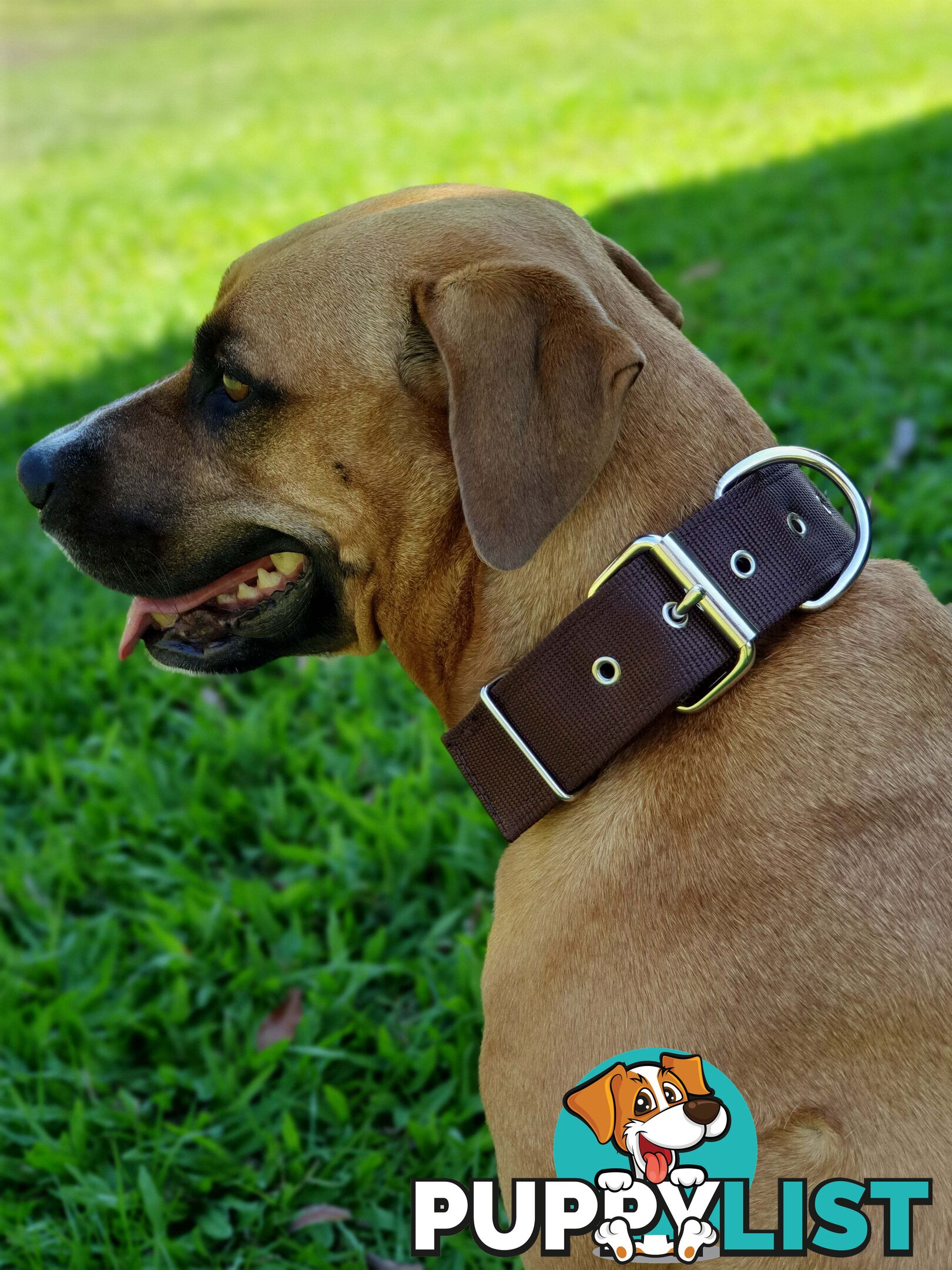 Dog Collar Tough Wide Double Layer Nylon Heavy Duty - Prestige. - PPP-18-1350-28-BR