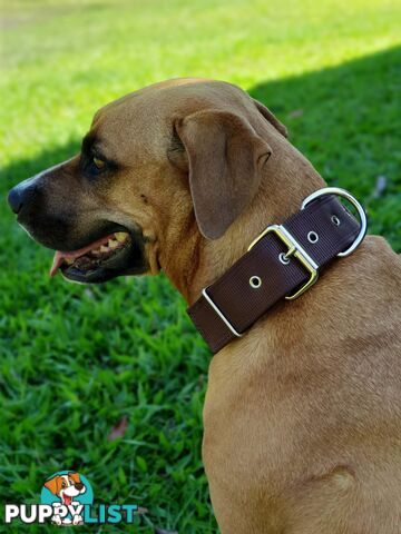 Dog Collar Tough Wide Double Layer Nylon Heavy Duty - Prestige. - PPP-18-1350-28-BR
