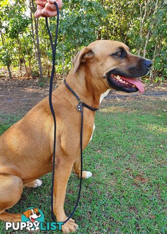 No Stitching Dog Slip Leash Tough Yarnix - YNXLDSLP6BLK
