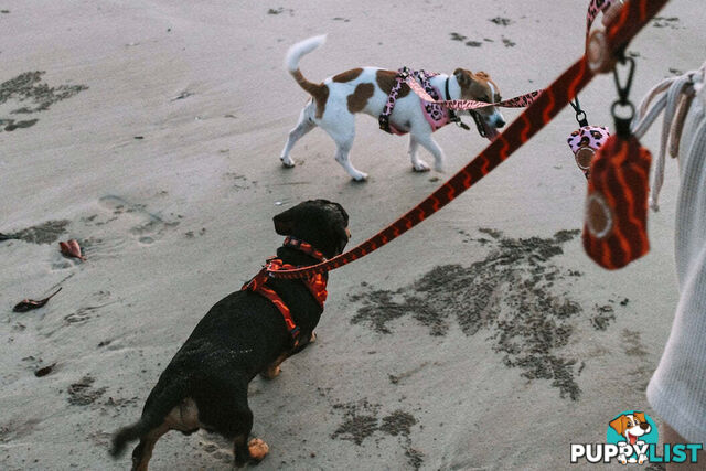 Designer Dog Harness by Explore with Paws - EWPHARPNKMN