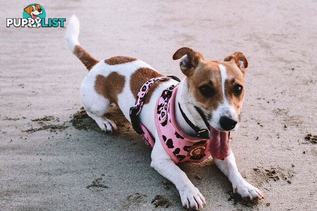 Designer Dog Harness by Explore with Paws - EWPHARPNKMN