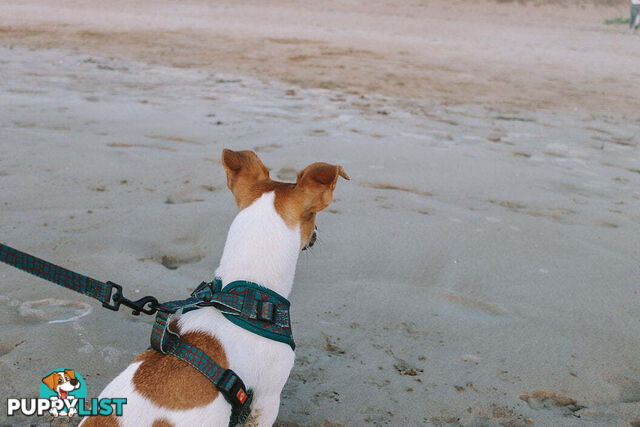 Designer Dog Harness by Explore with Paws - EWPHARPNKMN