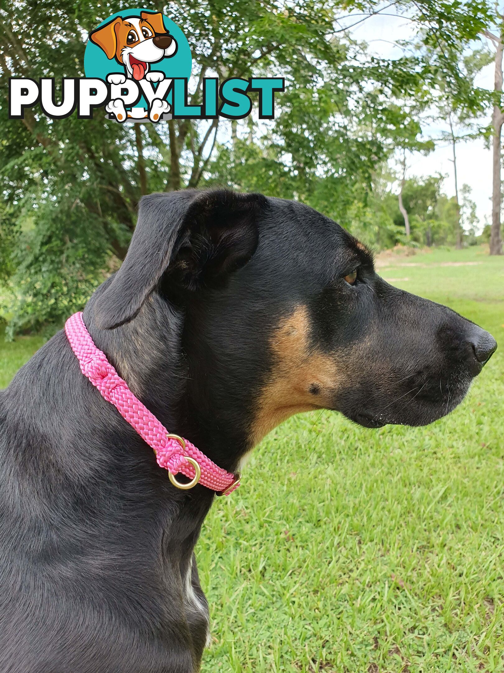 No Stitching Dog Collars Tough Yarnix - YNXCOLSLP20LPNK