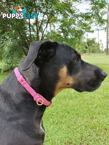 No Stitching Dog Collars Tough Yarnix - YNXCOLSLP20LPNK