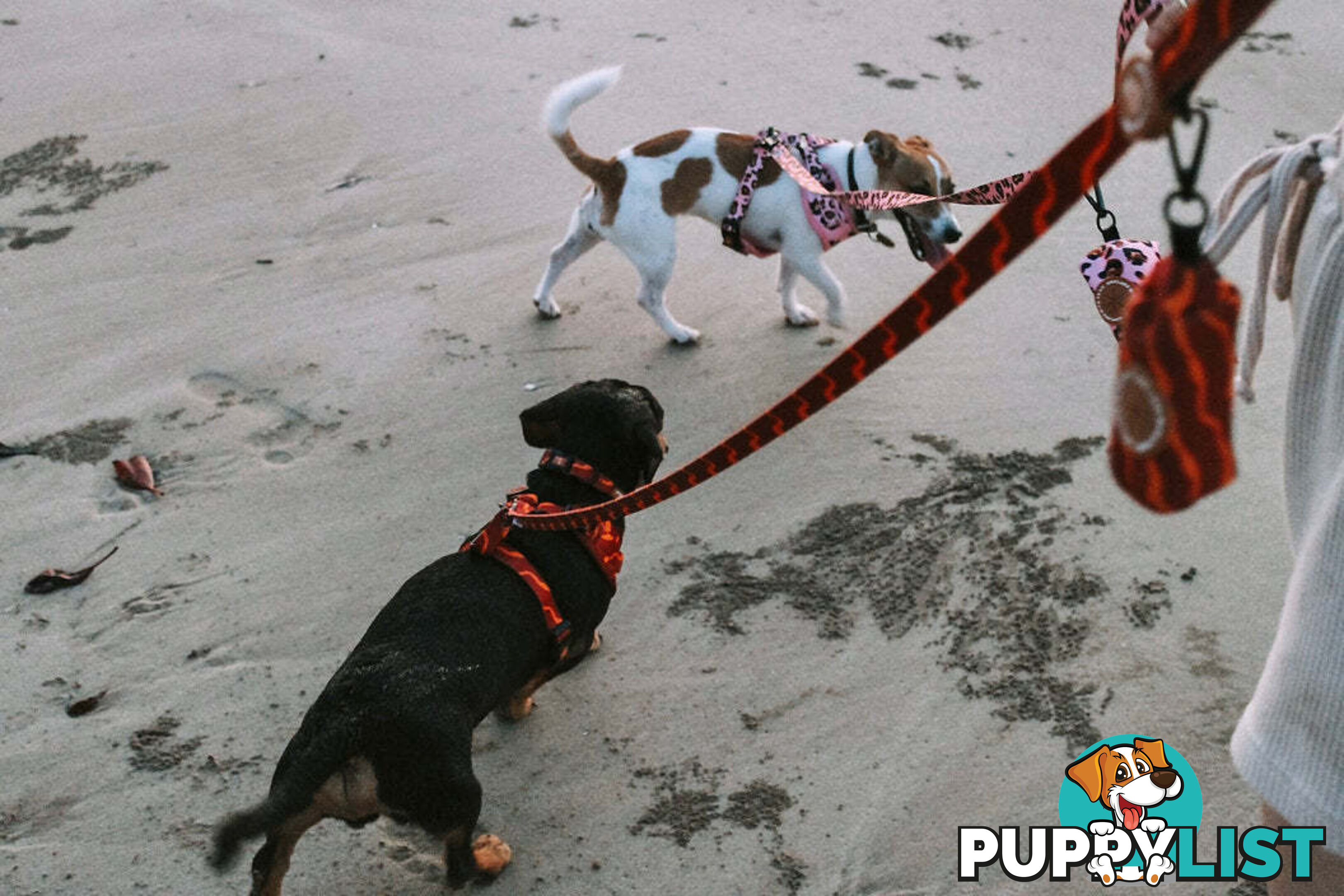 Designer Dog Harness by Explore with Paws - EWPHARTIGLN