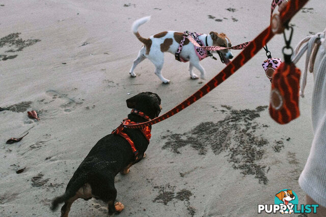 Designer Dog Harness by Explore with Paws - EWPHARTIGLN