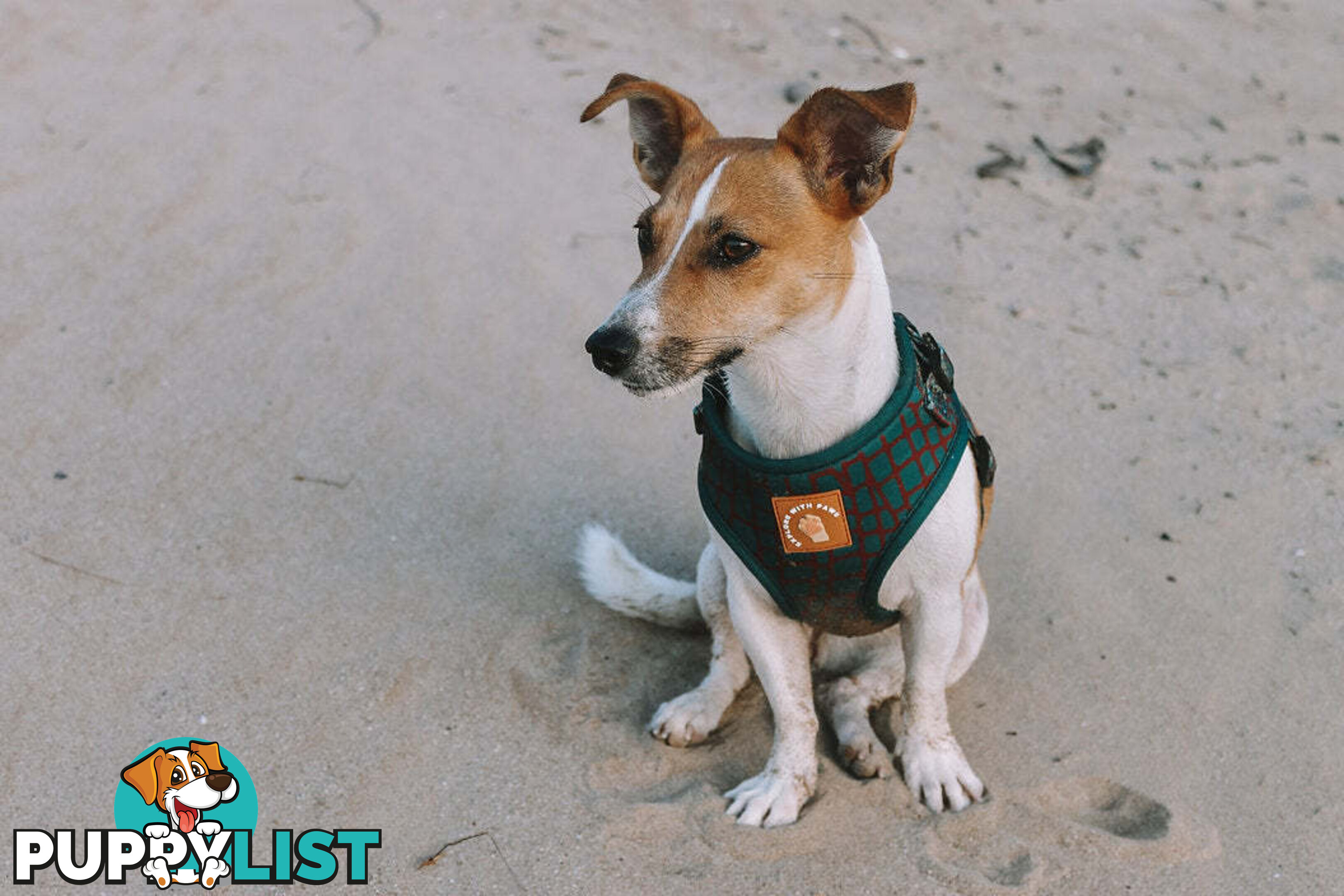 Designer Dog Harness by Explore with Paws - EWPHARTIGLN