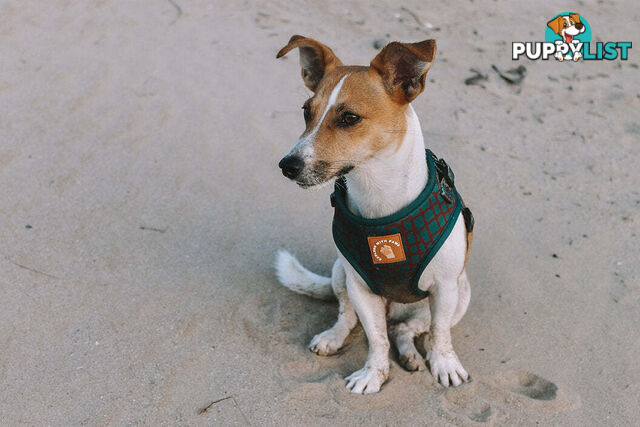 Designer Dog Harness by Explore with Paws - EWPHARTIGLN