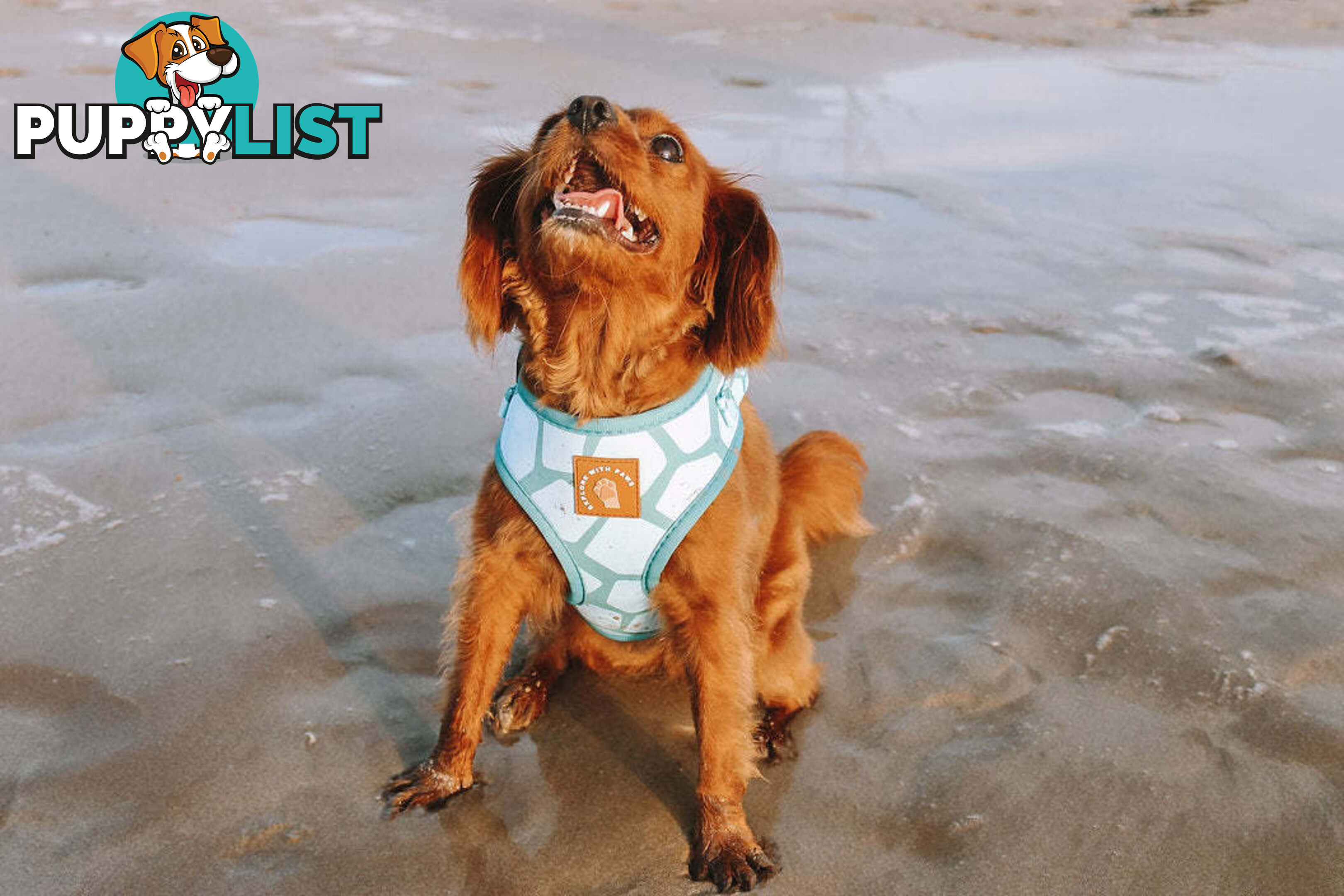 Designer Dog Harness by Explore with Paws - EWPHARTIGLN