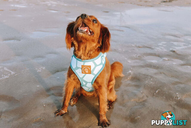 Designer Dog Harness by Explore with Paws - EWPHARTIGLN