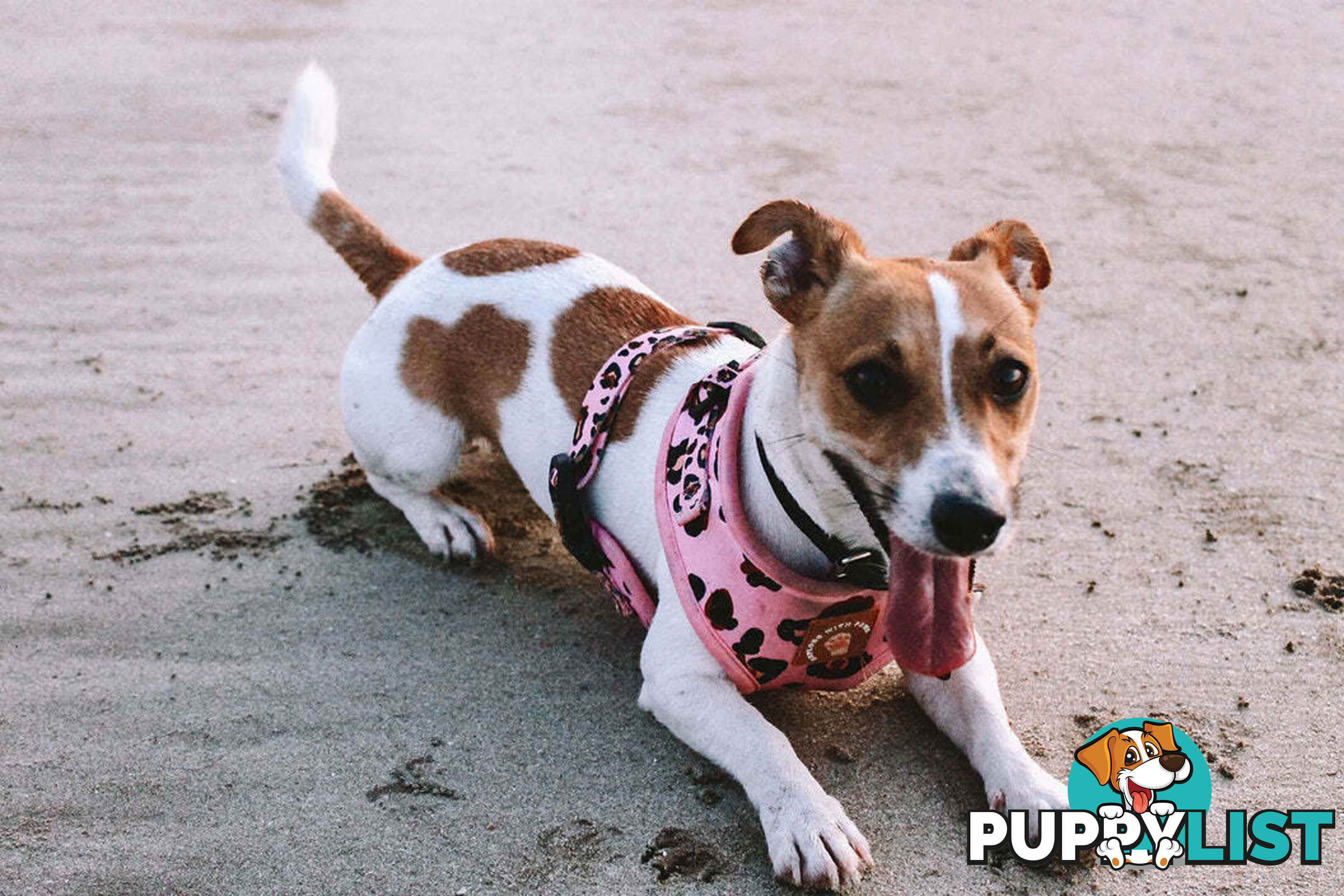 Designer Dog Harness by Explore with Paws - EWPHARTIGLN