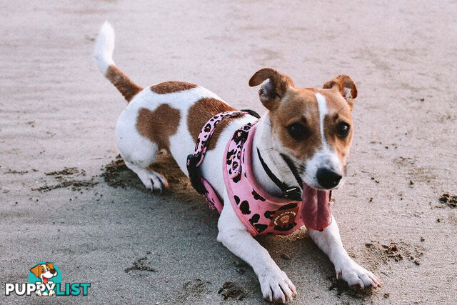 Designer Dog Harness by Explore with Paws - EWPHARTIGLN