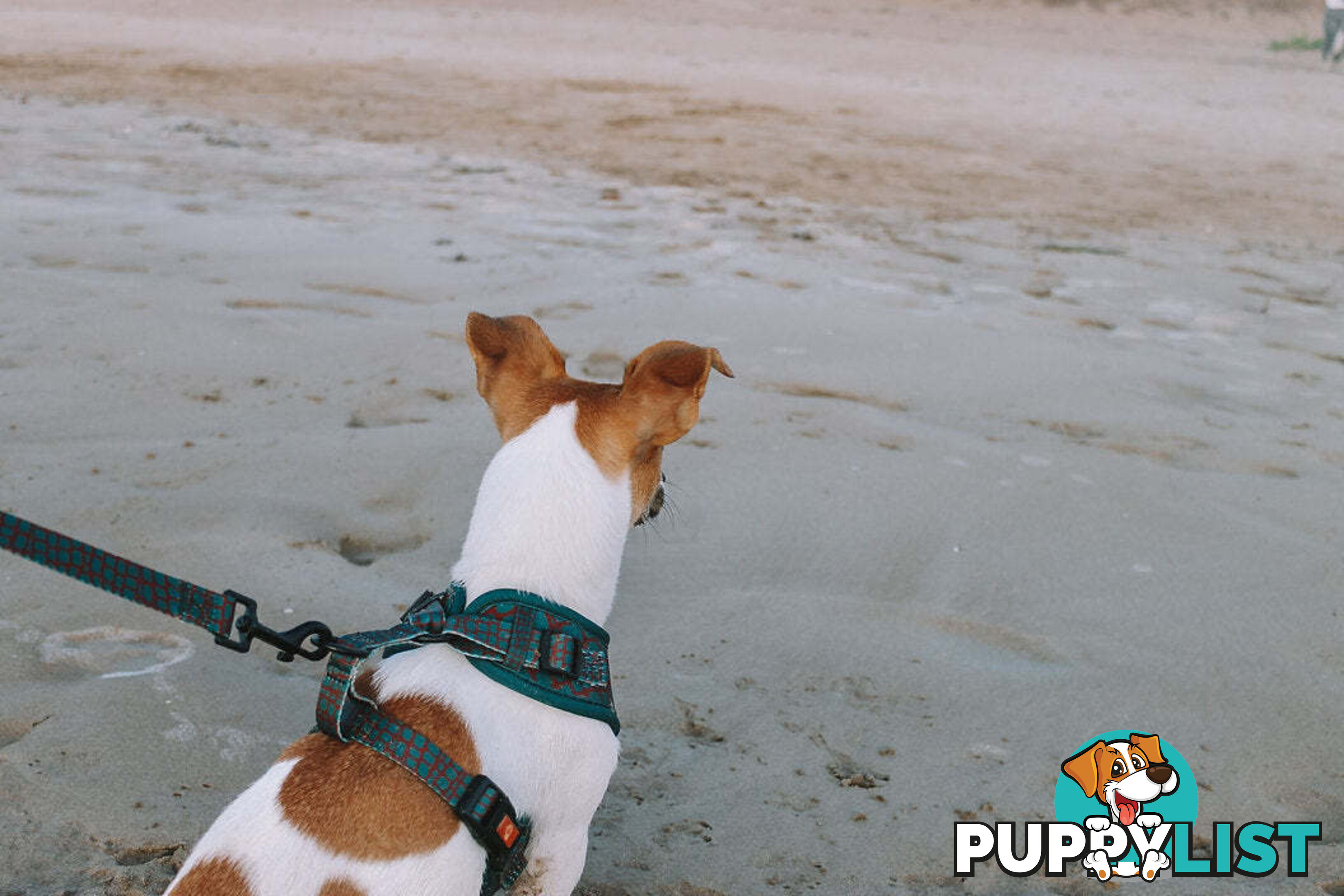 Designer Dog Harness by Explore with Paws - EWPHARTIGLN