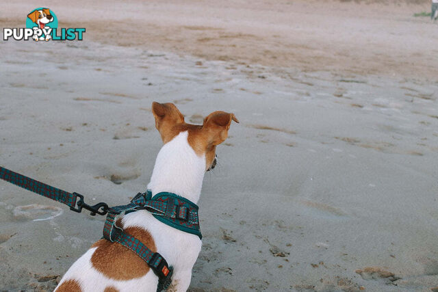 Designer Dog Harness by Explore with Paws - EWPHARTIGLN