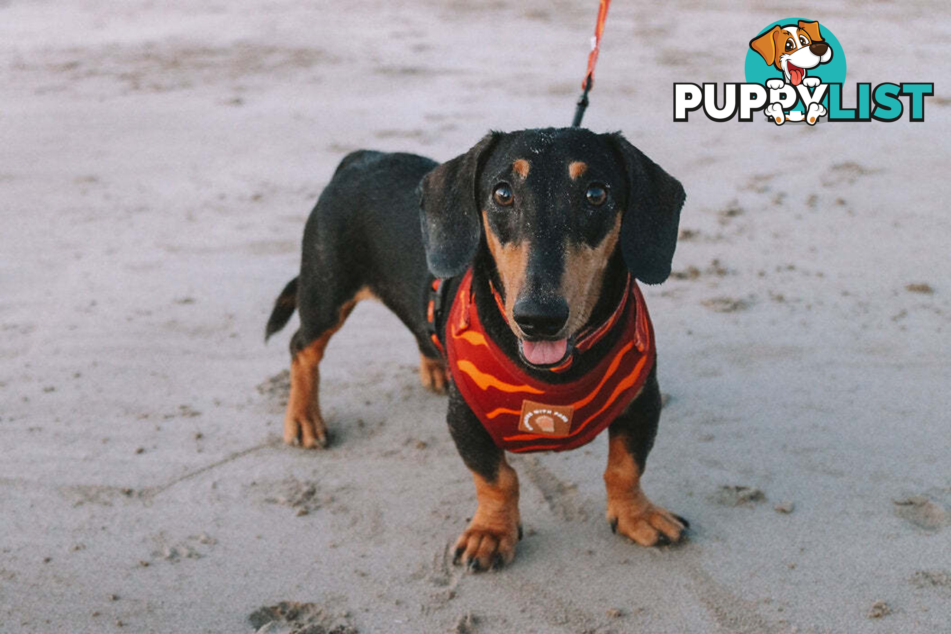 Designer Dog Harness by Explore with Paws - EWPHARTIGLN