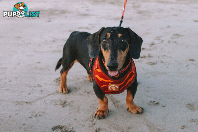 Designer Dog Harness by Explore with Paws - EWPHARTIGLN