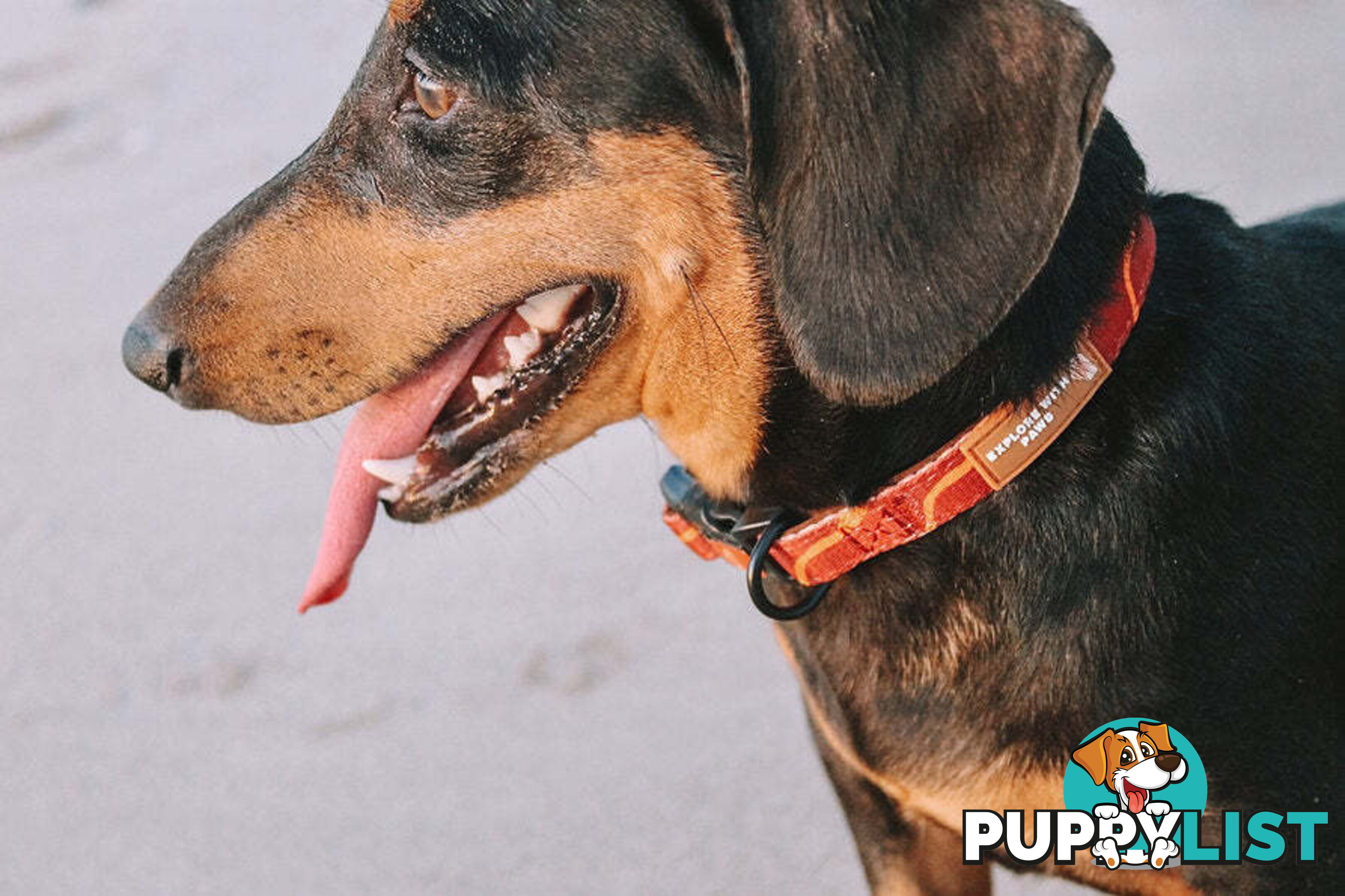 Designer Dog Collars by Explore with Paws - EWPCOLMTURN