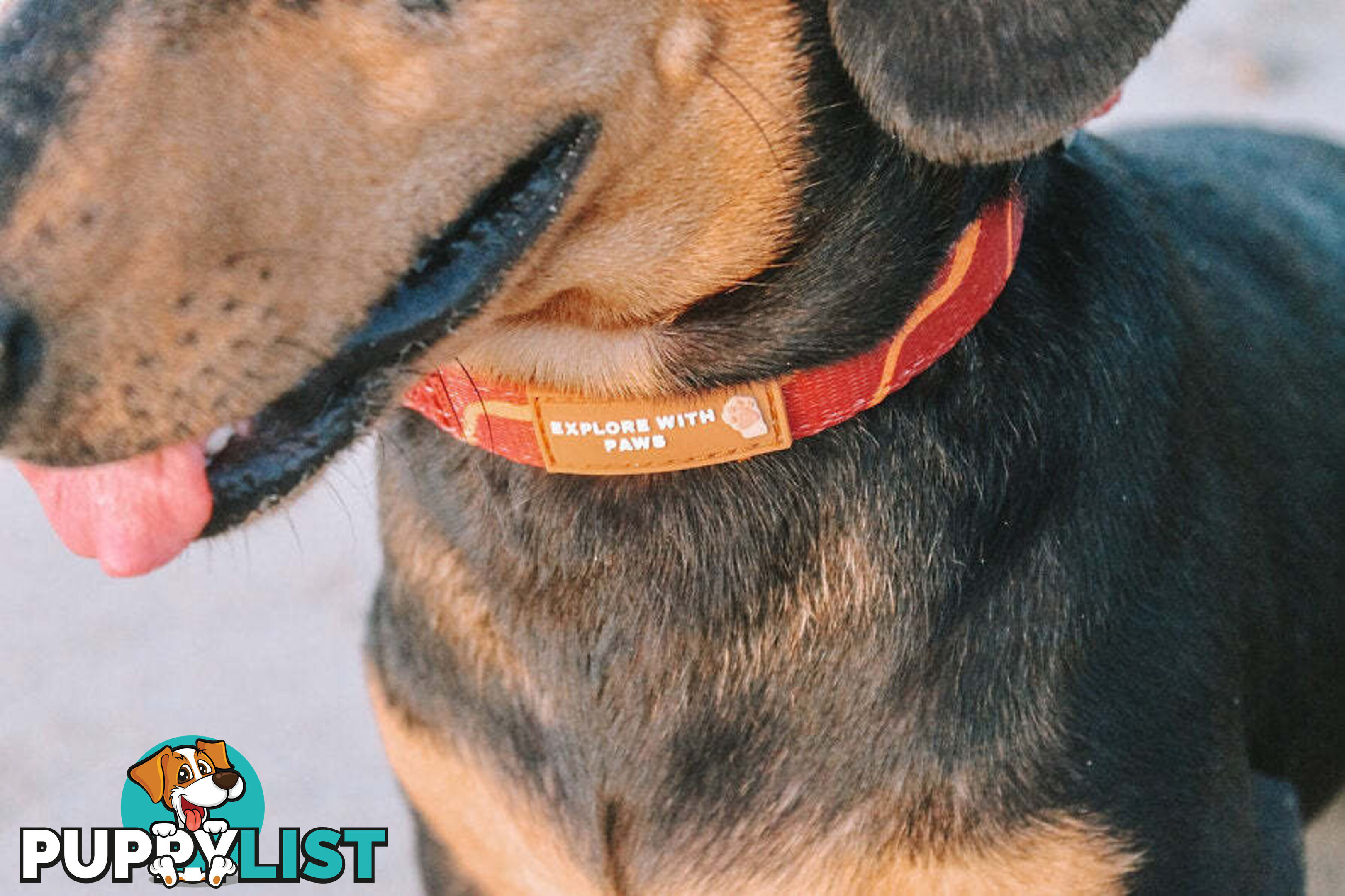 Designer Dog Collars by Explore with Paws - EWPCOLMTURN
