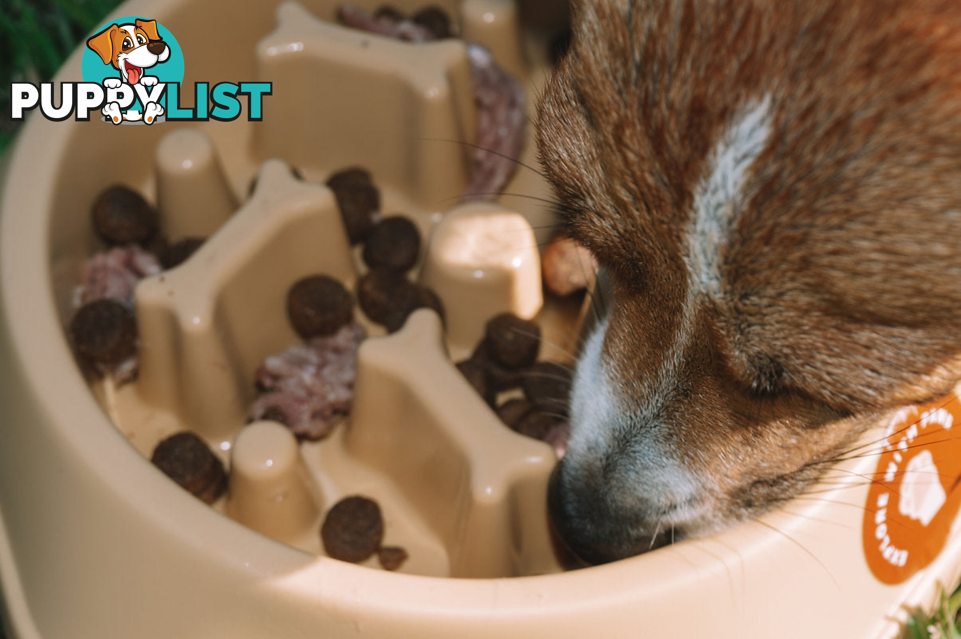 Slow Feeder Bowl - Explore with Paws - EWPSLOBOWYEL