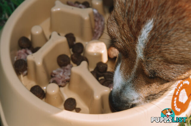 Slow Feeder Bowl - Explore with Paws - EWPSLOBOWYEL