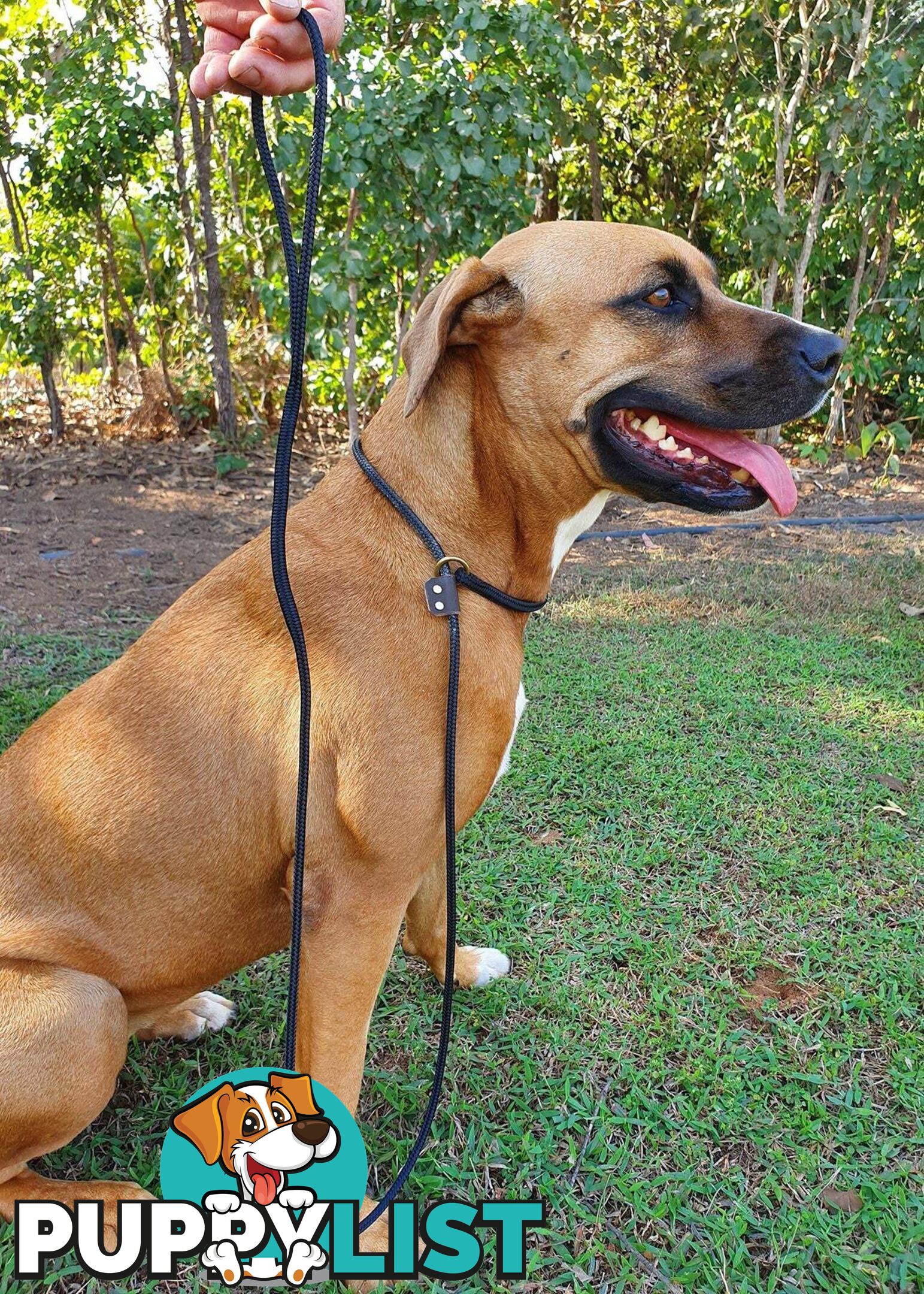 No Stitching Dog Slip Leash Tough Yarnix - YNXLDSLP10PUR