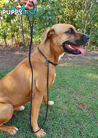 No Stitching Dog Slip Leash Tough Yarnix - YNXLDSLP10PUR
