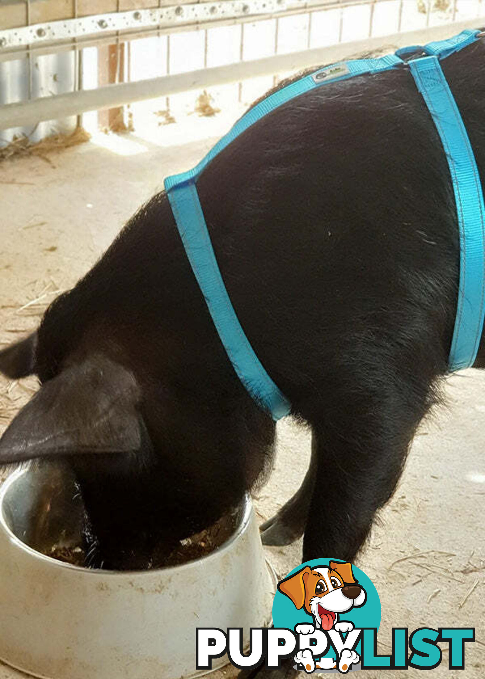 Pig Harness - Moondidley Pets - MDPHARPIGPNK