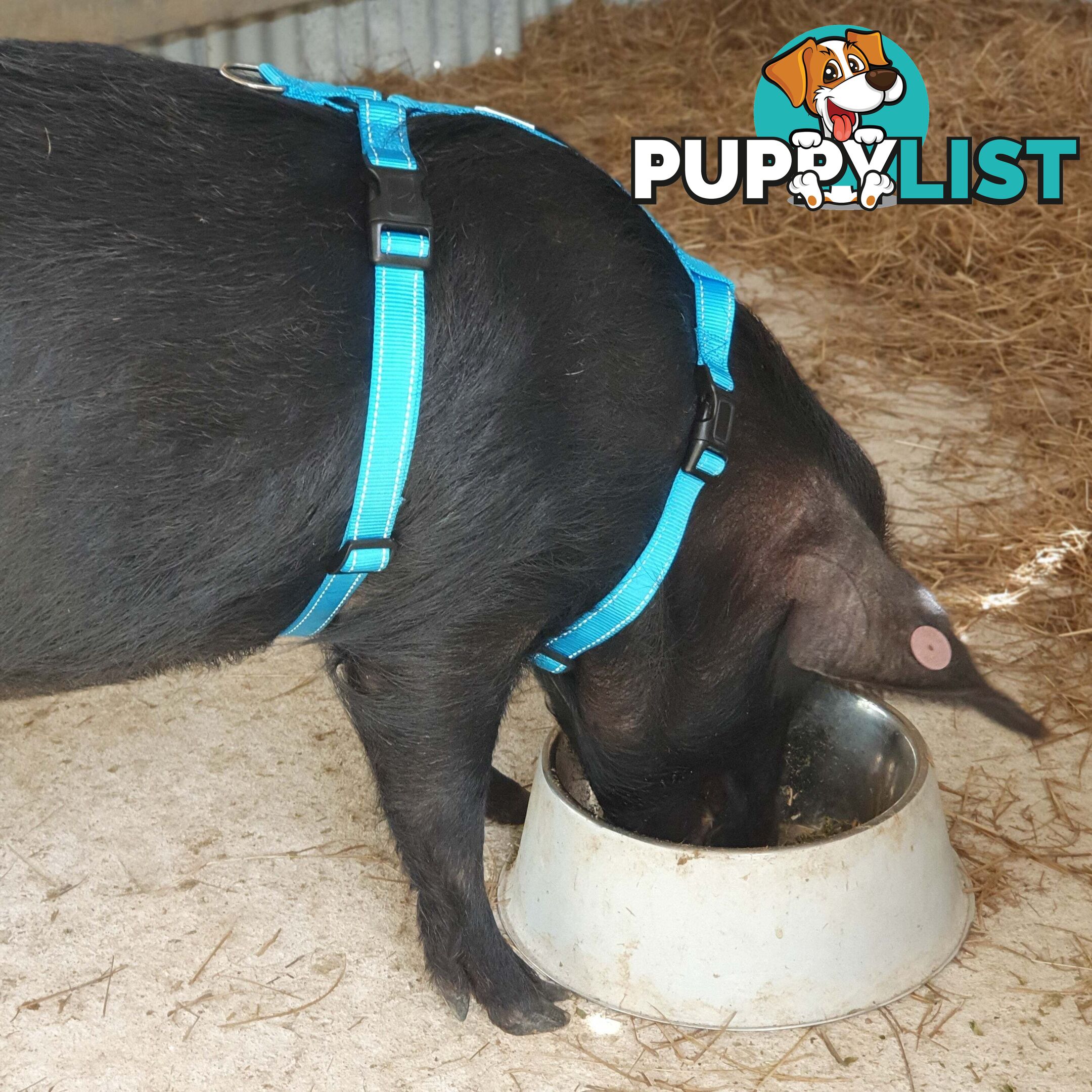 Pig Harness - Moondidley Pets - MDPHARPIGPNK