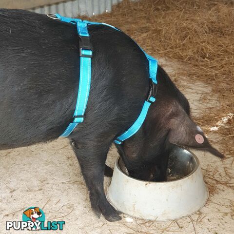 Pig Harness - Moondidley Pets - MDPHARPIGPNK