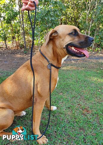No Stitching Dog Slip Leash Tough Yarnix - YNXLDSLP10PNK
