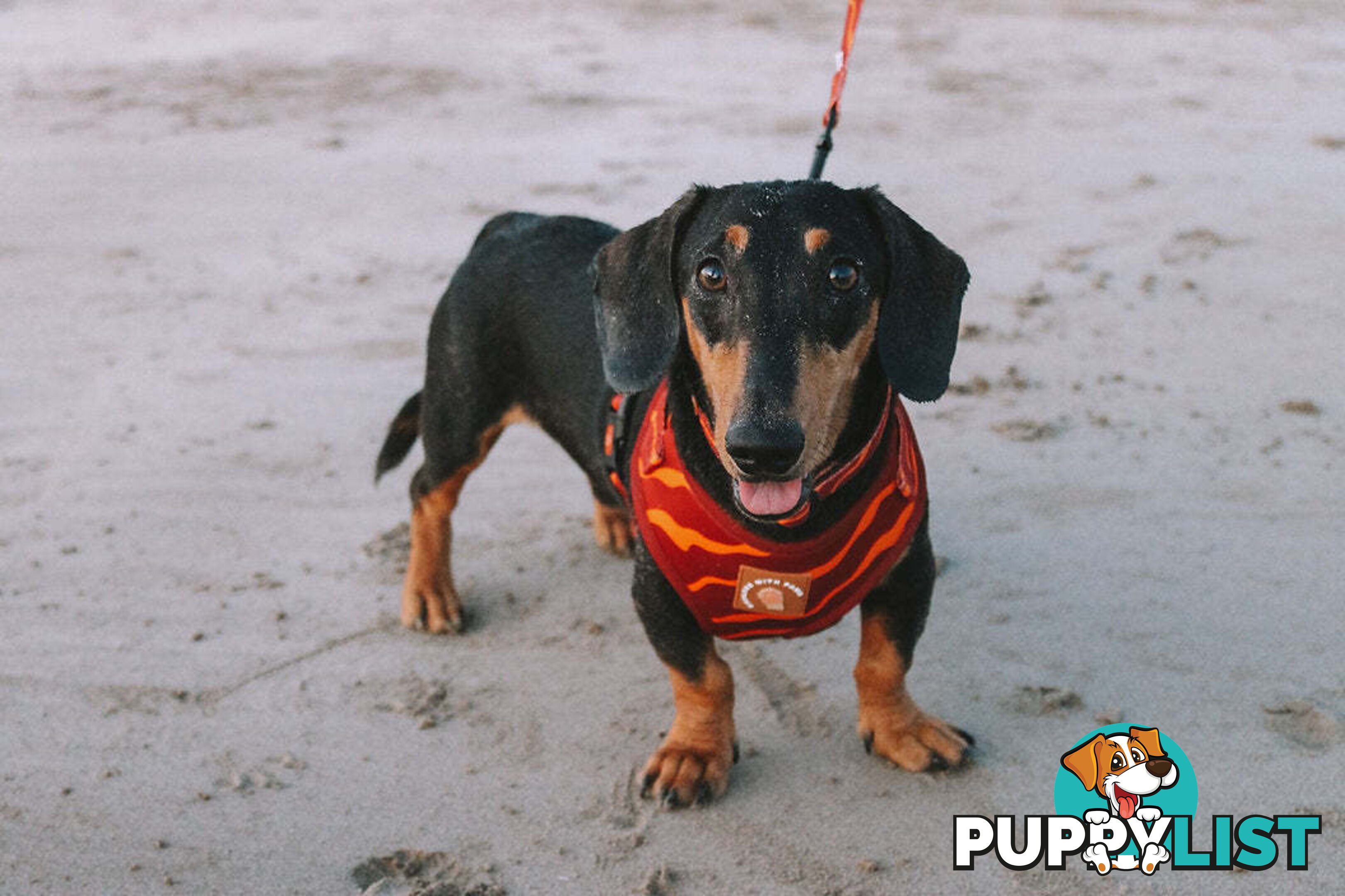 Designer Dog Harness by Explore with Paws - EWPHARTURLN
