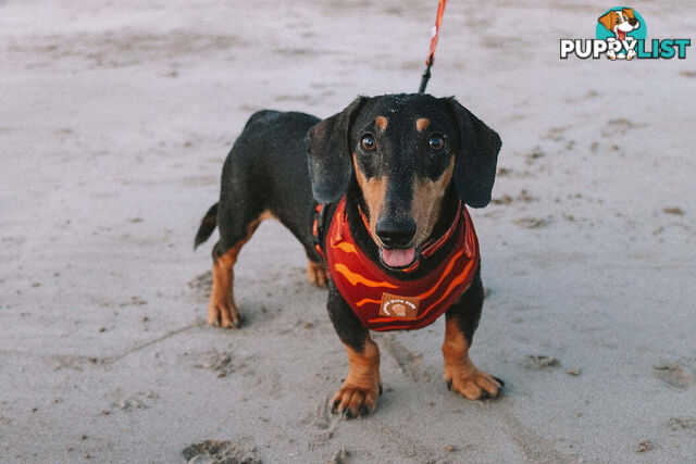 Designer Dog Harness by Explore with Paws - EWPHARTURLN