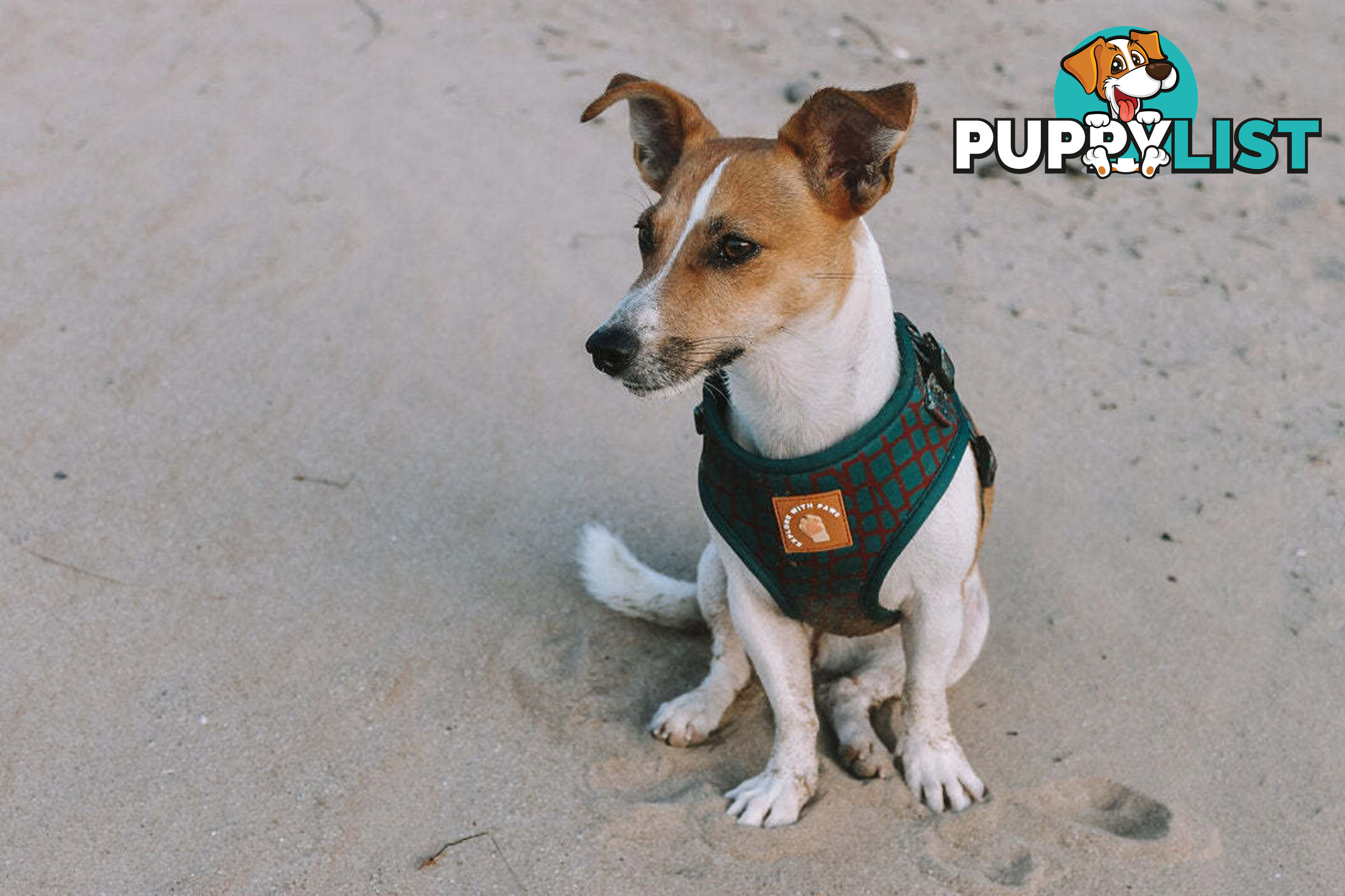 Designer Dog Harness by Explore with Paws - EWPHARTURLN