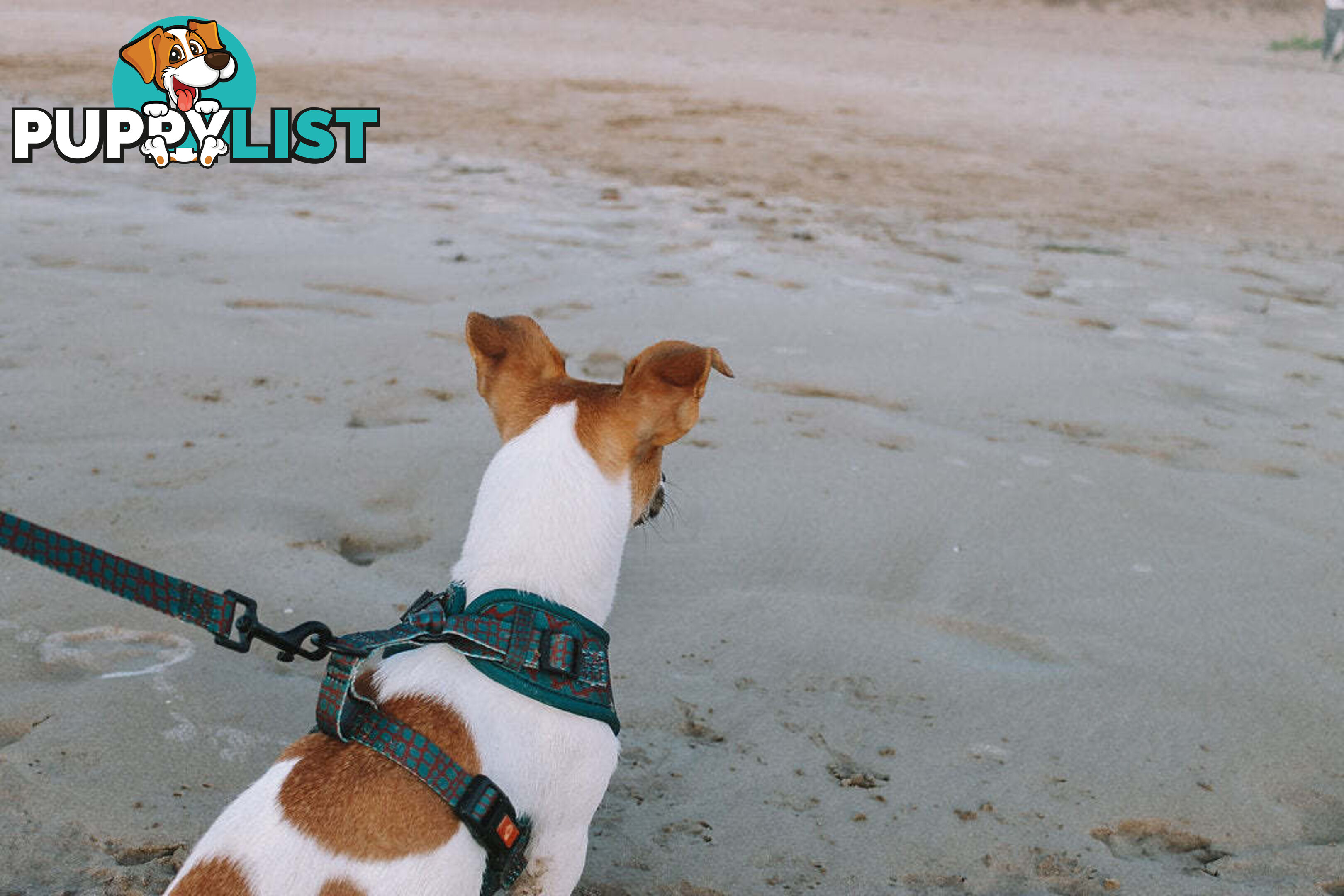 Designer Dog Harness by Explore with Paws - EWPHARTURLN