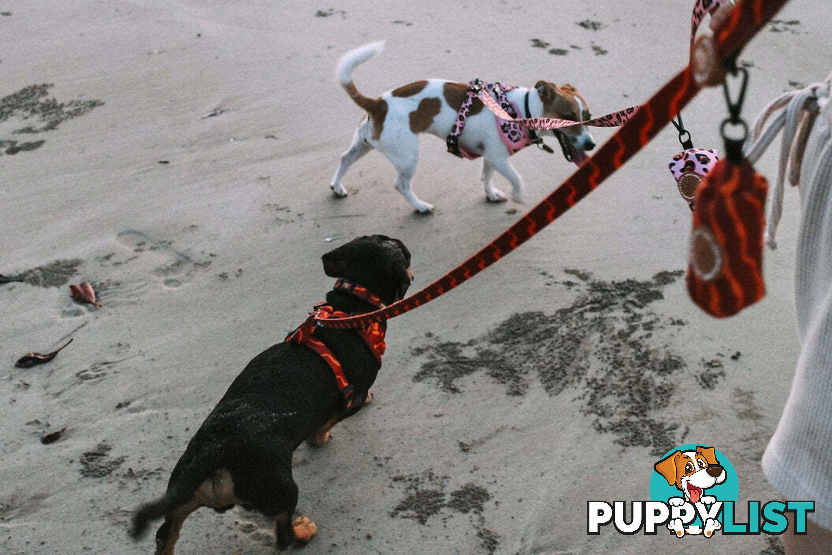 Designer Dog Harness by Explore with Paws - EWPHARTURLN