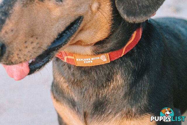 Designer Dog Collars by Explore with Paws - EWPCOLXSLEON