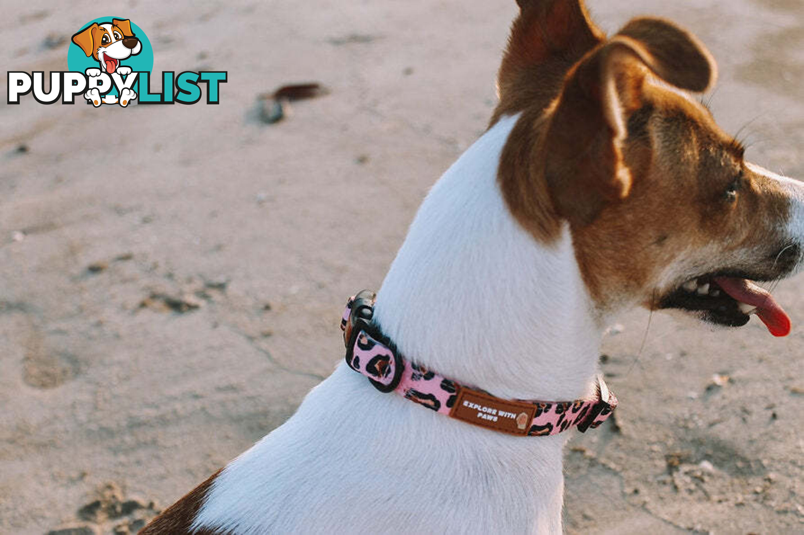 Designer Dog Collars by Explore with Paws - EWPCOLXSLEON