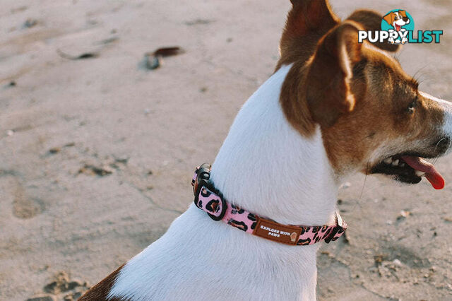 Designer Dog Collars by Explore with Paws - EWPCOLXSLEON